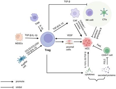 Regulatory T cells and immune escape in HCC: understanding the tumor microenvironment and advancing CAR-T cell therapy